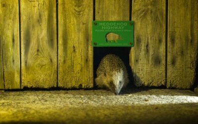 Hedgehog Friendly Fencing