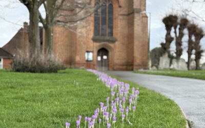 Focus on the Crocus