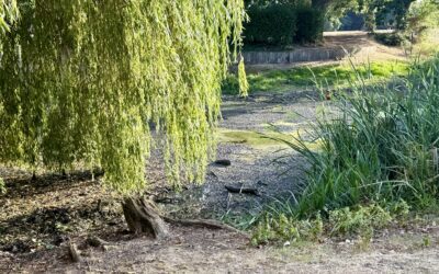 Fairfield Pond Update